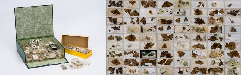 Hickin, Original, Irish Butterfly – Specimen – Collection of entomologist and na