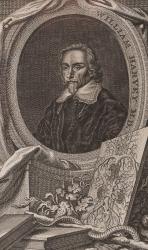 Original copper engraving portrait of english physician William Harvey