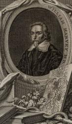 Original copper engraving portrait of english physician William Harvey