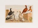 Jean Bungartz - Collection of eight (8) original, large colour-lithographs depicting 46 Doves (Tauben).