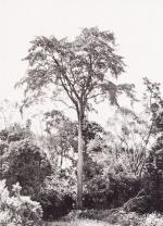 Eggeling, The Indigenous Trees of the Uganda Protectorate.