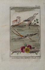 [Anonymous], Collection of Animal Prints from Italy.