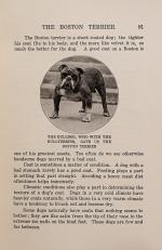 Perry, The Boston Terrier.