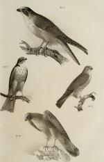 Bouteille, Ornithologie du Dauphiné ou Description des Oiseaux