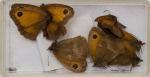 Norman Hickin, Original, Irish Butterfly - Specimen - Collection 