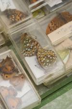Norman Hickin, Original, Irish Butterfly - Specimen - Collection 