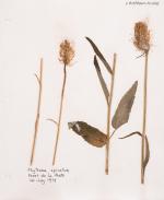 [Naylor, Two original Wild-Flower Herbals