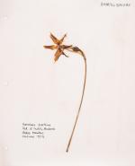 [Naylor, Two original Wild-Flower Herbals