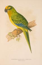 The Speaking Parrots – A Scientific Manual [With all eight (8) chromolithographi