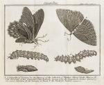 [Noël-Antoine Pluche] / [Humphreys, Spectacle de la Nature : Or, Nature Display’d