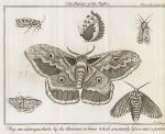 [Noël-Antoine Pluche] / [Humphreys, Spectacle de la Nature : Or, Nature Display’d