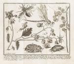 [Noël-Antoine Pluche] / [Humphreys, Spectacle de la Nature : Or, Nature Display’d