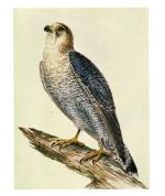 [Baines, The Birds of South Africa Painted by Thomas Baines (1820 - 1875)