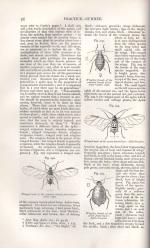 Henry Stephens – The Book of the Farm – Detailing The Labours of the Farmer, Farm-Steward, Ploughman, Shepherd, Hedger, Farm-Labourer, Field-Worker and Cattleman.