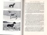 Brehm, Brehms Tierleben – Allgemeine Kunde des Tierreichs.