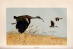 Brehm, Brehms Tierleben – Allgemeine Kunde des Tierreichs.