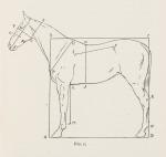 Evans Linton, The Drawing and Construction of Animals.