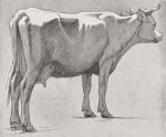 Evans Linton, The Drawing and Construction of Animals.